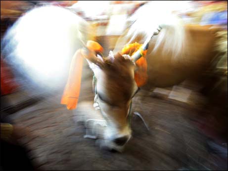 Cow is king of   personalities in India, finds Yahoo trending survey