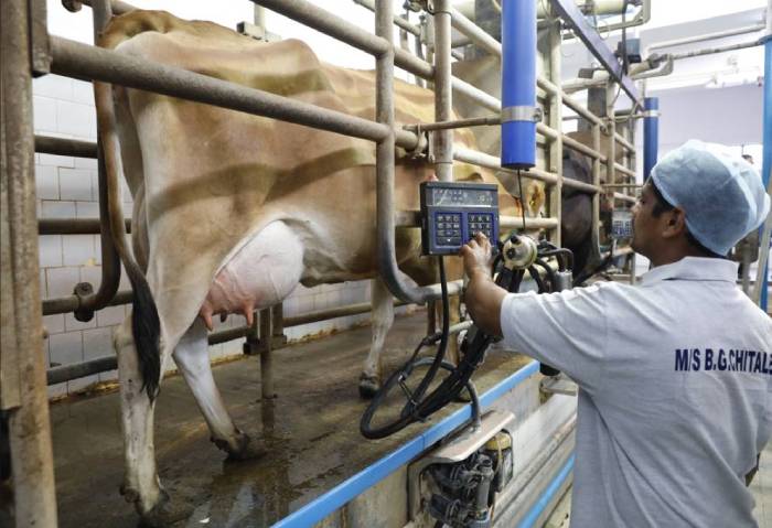 From Cows to the Cloud, Dairy Development in India harnesses high tech to retain global pole position