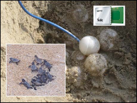 M2M technology to the rescue of North Carolina turtles