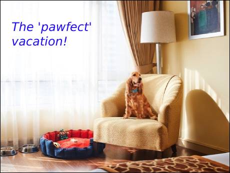 Bring your pet along, to  these hotels, on a pawcation!